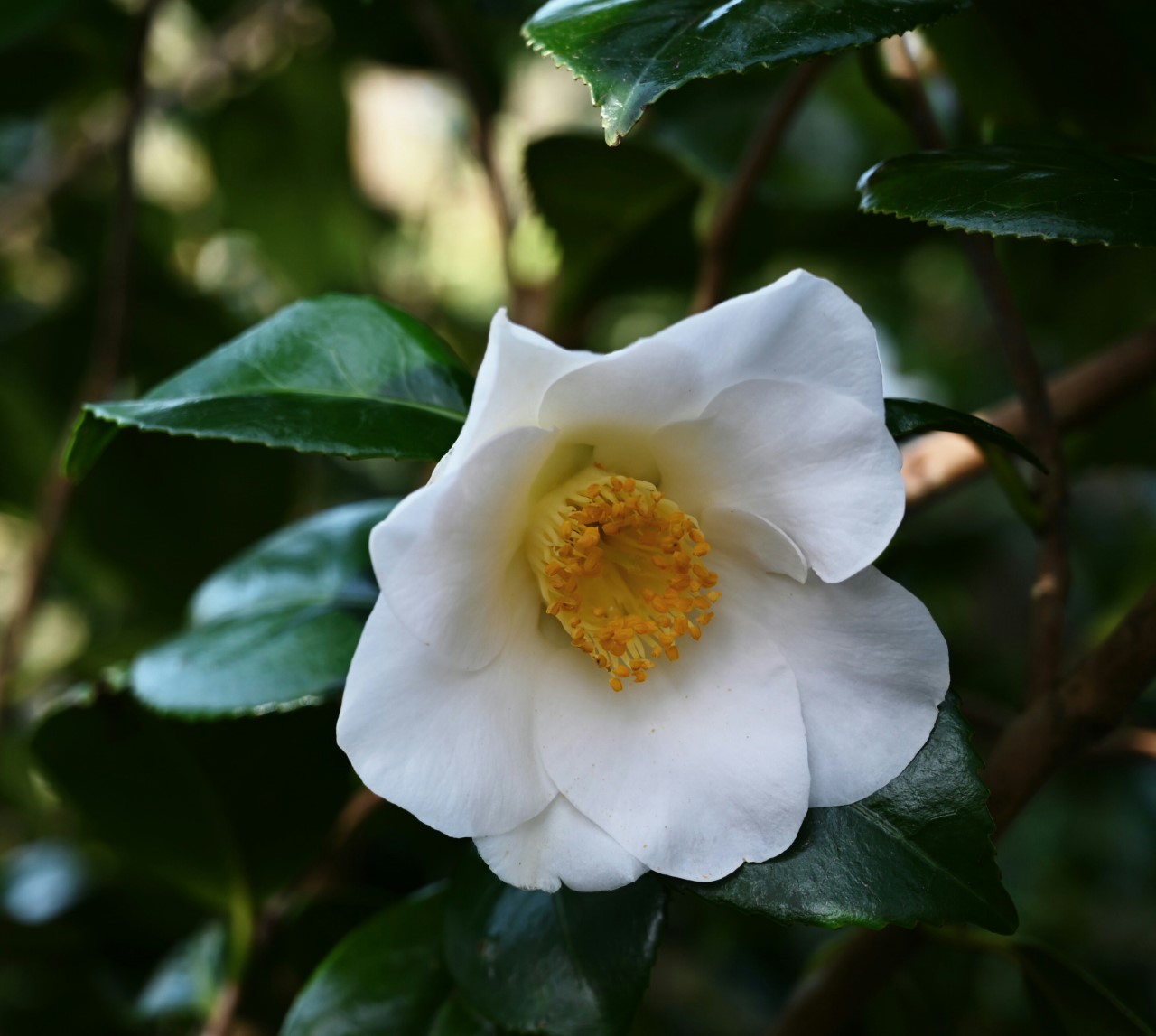 C. japonica 'Alba Simplex'